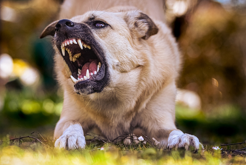 Sabine Wallner - aggressive Hunde